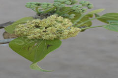 Gyrocarpus americanus